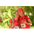 Team 52 / Raid Amazones Cambodge