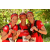 Team 170 / Raid Amazones Cambodge
