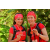 Team 51 / Raid Amazones Cambodge