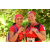 Team 30 / Raid Amazones Cambodge