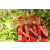 Team 137 / Raid Amazones Cambodge