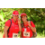 Team 55 / Raid Amazones Cambodge