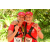 Team 11 / Raid Amazones Cambodge