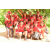 Team 118 / Raid Amazones Cambodge
