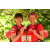 Team 05 / Raid Amazones Cambodge