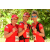 Team 173 / Raid Amazones Cambodge
