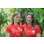 Team 38 / Raid Amazones Cambodge 2018
