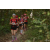 Team 160 / Raid Amazones Cambodge 2018 - J1 Trek