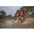 Team 160 / Raid Amazones Cambodge 2018 - J3 VTT