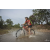 Team 38 / Raid Amazones Cambodge 2018 - J3 VTT