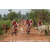 Team 120 / Raid Amazones Cambodge 2018 - J3 VTT