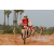 Team 103 / Raid Amazones Cambodge 2018 - J3 VTT