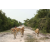 Raid Amazones Cambodge 2018 - J3 VTT