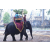 Raid Amazones Cambodge 2018 - J4 Chasse aux Tresors