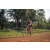 Team 109 / Raid Amazones Cambodge 2018 - J5 VTT