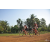 Team 135 / Raid Amazones Cambodge 2018 - J5 VTT