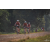 Team 113 / Raid Amazones Cambodge 2018 - J5 VTT