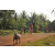 Team 31 / Raid Amazones Cambodge 2018 - J5 VTT