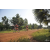 Team 103 / Raid Amazones Cambodge 2018 - J5 VTT