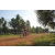 Team 106 / Raid Amazones Cambodge 2018 - J5 VTT