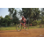 Team 15 / Raid Amazones Cambodge 2018 - J5 VTT