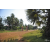 Team 24 / Raid Amazones Cambodge 2018 - J5 VTT