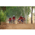 Team 36 / Raid Amazones Cambodge 2018 - J5 VTT