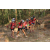 Team 135 / Raid Amazones Cambodge 2018 - J5 VTT