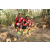 Team 110 / Raid Amazones Cambodge 2018 - J5 VTT