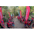 Raid Amazones Cambodge 2018 - J5 VTT