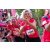 Team 149 / Raid Amazones Cambodge 2018 - J5 VTT