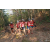 Team 135 / Raid Amazones Cambodge 2018 - J5 VTT