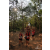 Raid Amazones Cambodge 2018 - J5 VTT