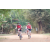 Team 01 / Raid Amazones Cambodge 2018 - J5 VTT