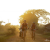 Team 120 / Raid Amazones Cambodge 2018 - J5 VTT