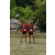Team 50 / Raid Amazones Sri Lanka 2018 - J1 Trail
