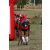 Team 63 / Raid Amazones Sri Lanka 2018 - J1 Trail