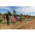 Team 66 / Raid Amazones Sri Lanka 2018 - J1 Trail