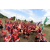 Raid Amazones Sri Lanka 2018 - J1 Trail
