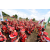 Raid Amazones Sri Lanka 2018 - J1 Trail