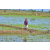 Raid Amazones Sri Lanka 2018 - J1 Trail