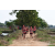 Team 33 / Raid Amazones Sri Lanka 2018 - J1 Trail