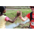 Team 27 / Raid Amazones Sri Lanka 2018 - J1 Trail