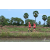 Team 64 / Raid Amazones Sri Lanka 2018 - J1 Trail
