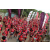 Raid Amazones Sri Lanka 2018 - J1 Trail