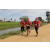 Team 138 / Raid Amazones Sri Lanka 2018 - J1 Trail