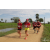 Team 49 / Raid Amazones Sri Lanka 2018 - J1 Trail
