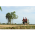 Team 35 / Raid Amazones Sri Lanka 2018 - J1 Trail