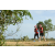 Team 35 / Raid Amazones Sri Lanka 2018 - J1 Trail