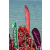 Raid Amazones Sri Lanka 2018 - J2 Canoe